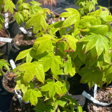 Acer palmatum 'Mon zukushi' Green Japanese Maple - Maple Ridge Nursery
